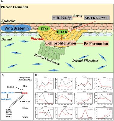 miR-29a-5p Inhibits Prenatal Hair Placode Formation Through Targeting EDAR by ceRNA Regulatory Network